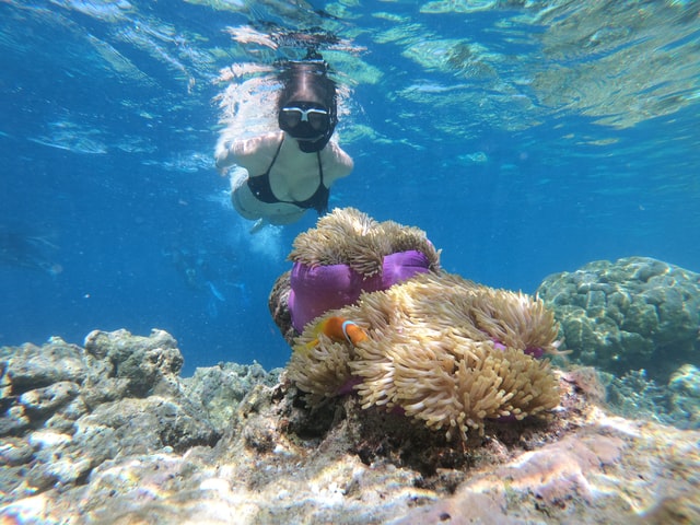 Snorkeler over a reef